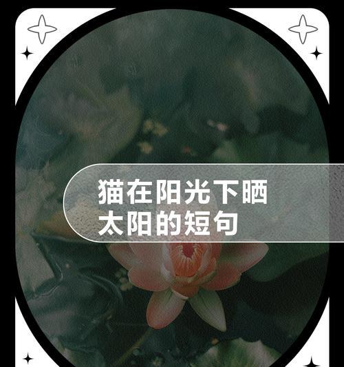 猫咪晒太阳的最佳时间和持续时间（为你的爱猫找到适宜的太阳浴时间）