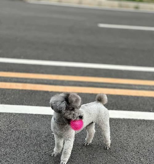 饲养贵宾犬的6大注意事项（贵宾犬养护指南，关注这些关键点让你的宠物生活更美好）