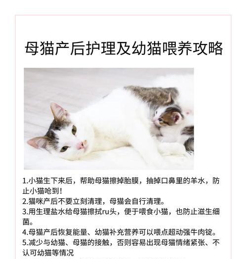 小猫多久能忘记猫妈妈的爱（探索小猫成长过程中对母亲情感的转变与遗忘）