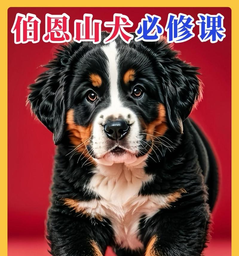 揭秘最烧钱的7种狗狗（了解这些狗狗，你会明白为何它们价值不菲）