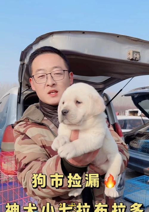 拉布拉多幼犬竟卖到3万美元，贵在哪？（揭秘比赛级别拉布拉多幼犬的高价背后的价值和原因）