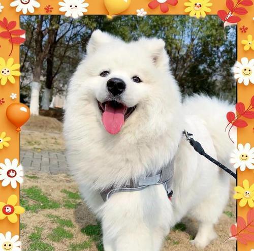 萨摩耶的合理饮食习惯（让你的狗狗更健康）