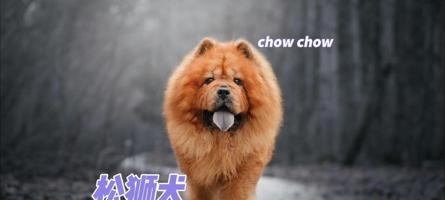 松狮犬喂养之合理饮食量（每日4餐，适量喂养，保持健康）