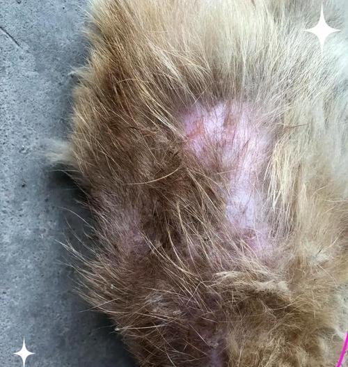 猫咪脱毛需要多久？（解答关于猫咪脱毛时间的常见问题）