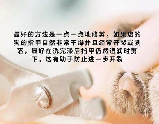 小狗生下来多久可以剪脚指甲？（了解适当的剪指甲时间和技巧，让宠物更舒适）