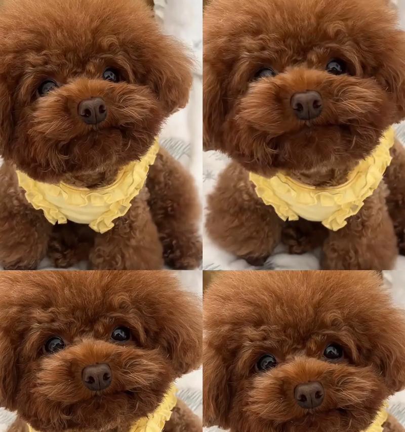 揭秘“纯种”泰迪犬的六大特征（如何辨别你家狗是纯种还是串串？）
