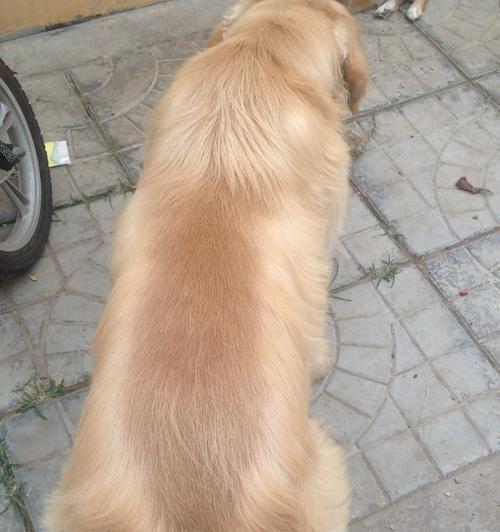 金毛犬的毛发脱落周期及护理方法（揭秘金毛每年一度的换毛季节，掌握脱毛周期）