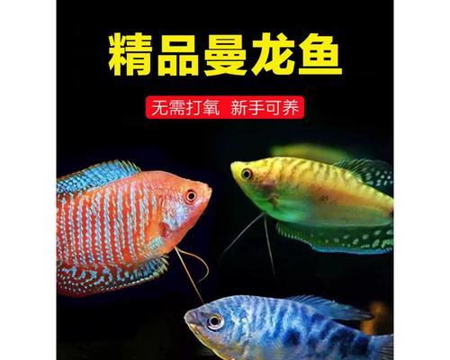 曼龙鱼（活的最憋屈的龙鱼，曼龙鱼成为饲养首选）