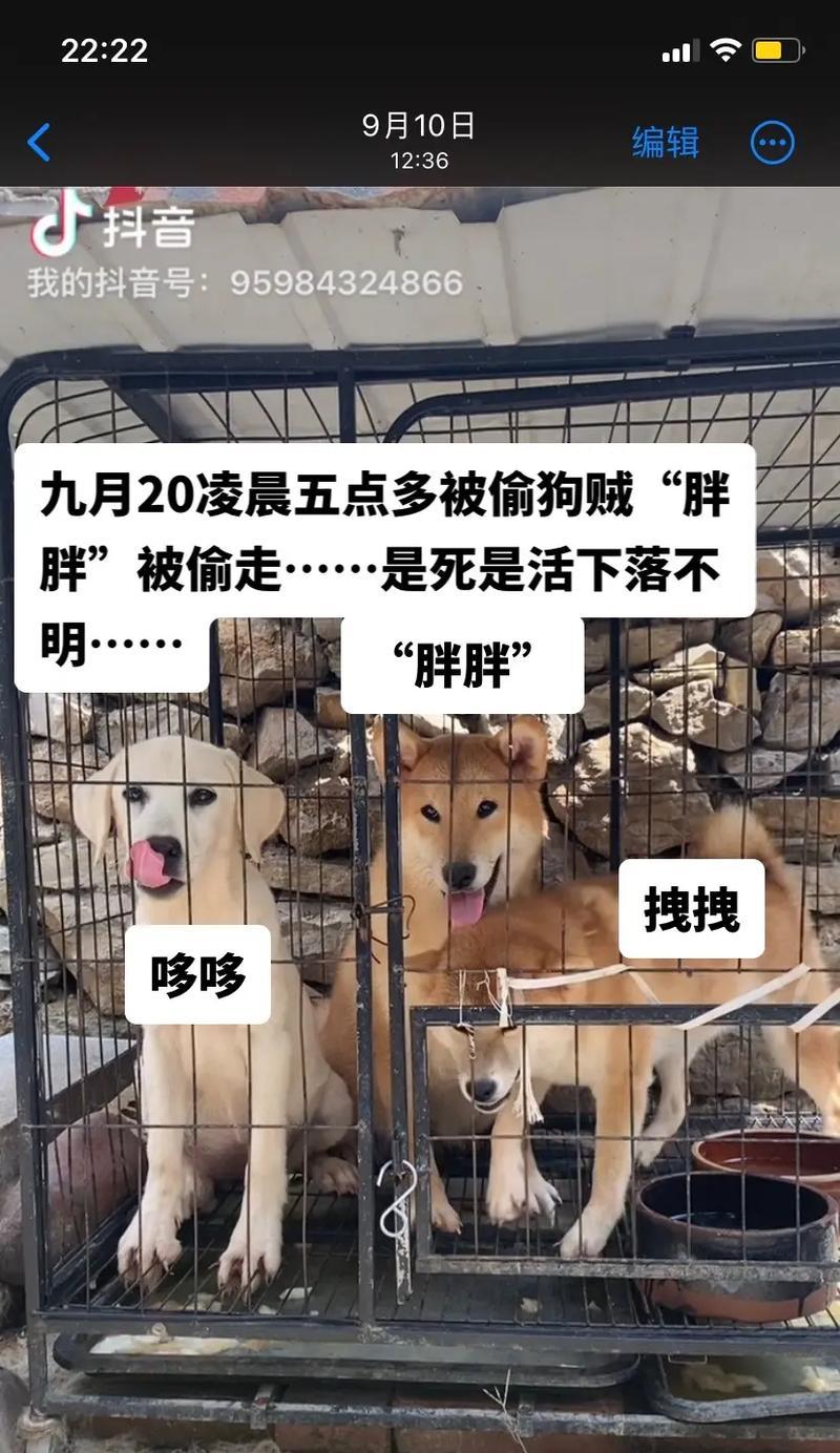 提高狗狗安全性的方法（避免狗狗成为易被偷走的目标）