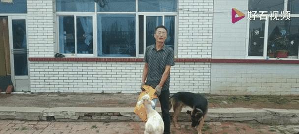 探究狗狗不爱吃狗粮的原因（从天气和身体健康两个方面解析狗狗不爱吃狗粮的原因）