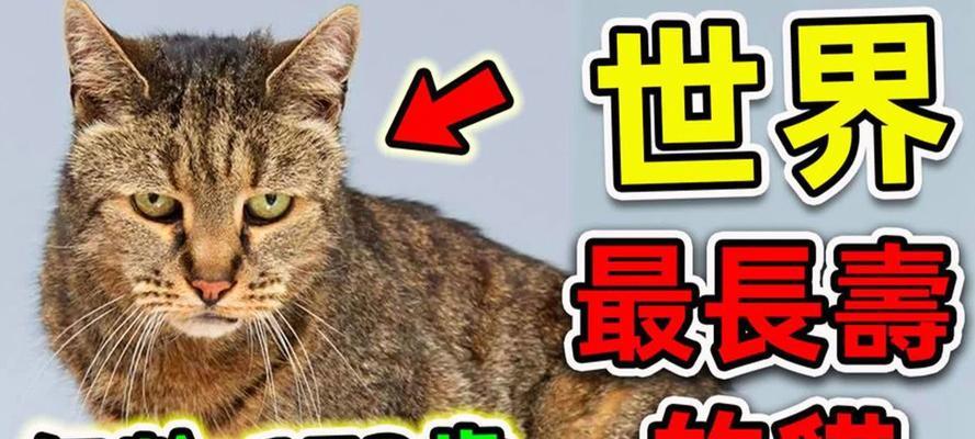 盘点寿命最长的9种猫咪（探索长寿猫咪品种，发现关键因素，为你的猫咪增加寿命）