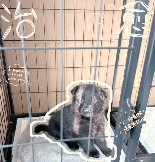 挑选和养护东德牧羊犬的完全指南（了解如何选择和照顾一只健康、快乐的东德牧羊犬）