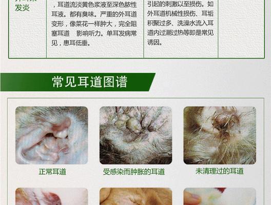 泰迪耳朵发炎的疗程及注意事项（了解泰迪耳朵发炎的治疗时间，掌握正确的护理方法）