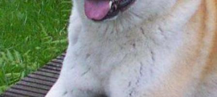 秋田犬禁养的原因（探寻秋田犬禁养的真相，了解这一品种的特殊性）