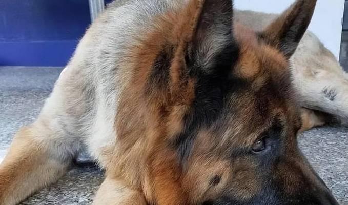 狗老死前的表现与关怀（探讨狗老死前的身体和行为变化，提供适当的护理和安慰）
