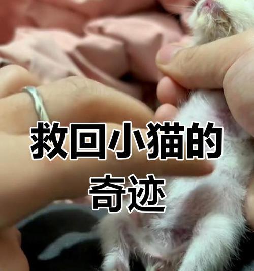 小猫肺炎的治愈周期有多长？（探究小猫肺炎的治愈时间及关键因素）