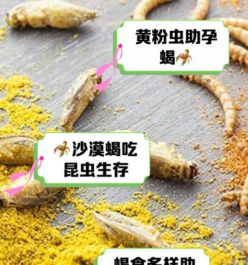 宠物蝎子的寿命（探索宠物蝎子的寿命及延长其寿命的方法）