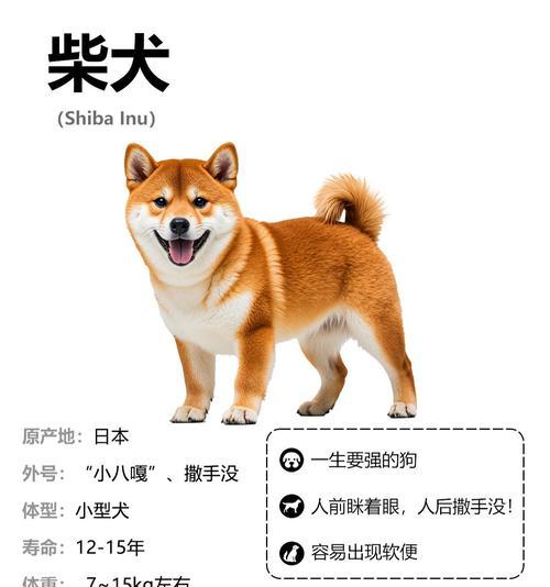 柴犬不同颜色的价格差异（探究柴犬四种颜色的价值和价格差异）
