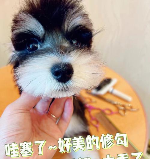了解雪纳瑞肛门腺问题，维护宠物健康（雪纳瑞肛门腺的功能和常见问题）