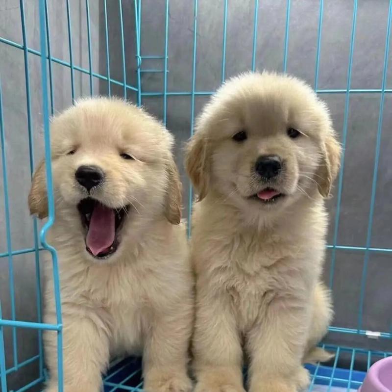 如何正确饲养金毛幼犬？（了解这5个注意事项，让金毛幼犬健康快乐成长）