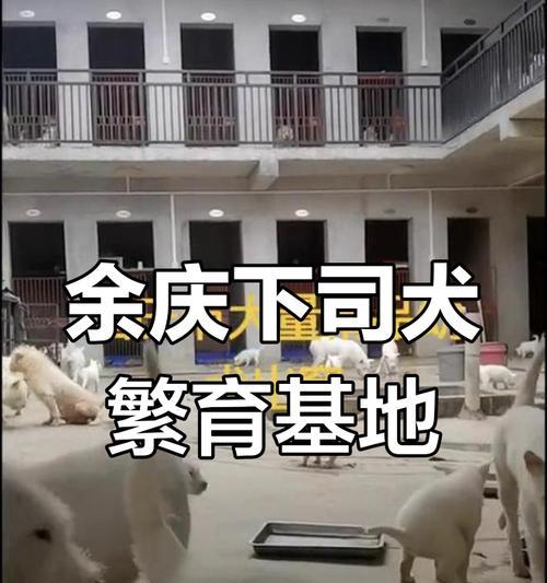 司狗多久可以出窝（了解小狗什么时候可以离开巢穴，打造一个舒适的新家）