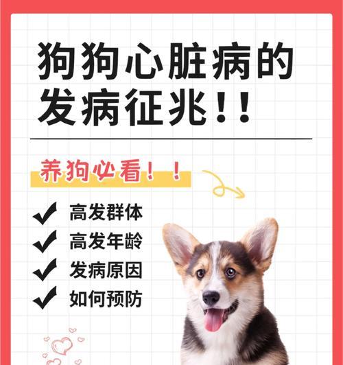 八哥犬心脏病的寿命挑战（了解八哥犬心脏病并延长寿命的关键）