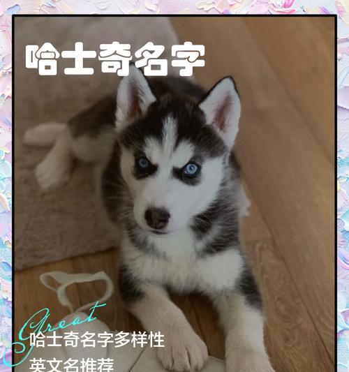 纯种哈士奇的价格是多少？（揭秘养一只纯种哈士奇的费用及相关注意事项）