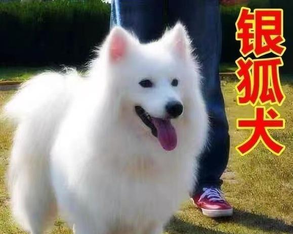 银狐犬（银狐犬成年的标志和关键因素）