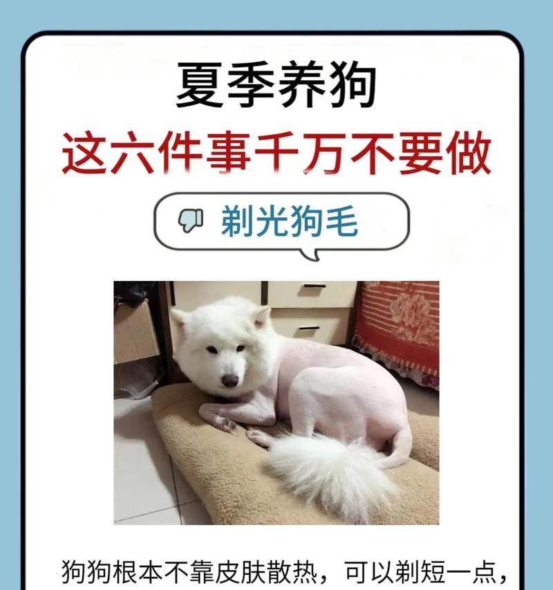 泰迪剪毛后需要多久才能长出来？（探究泰迪剪毛后毛发生长的速度及相关影响因素）