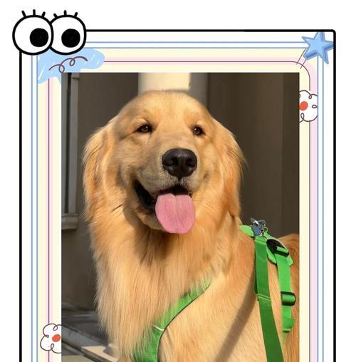 金毛犬喂养的全面指南（金毛犬的饮食、营养需求及日常喂养方法）