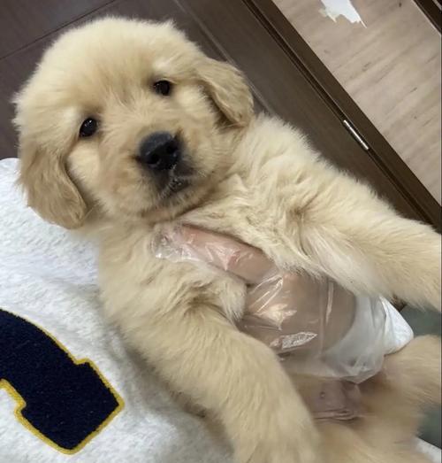 小奶狗的驱虫时间表（合理安排驱虫时间，保护小奶狗健康）