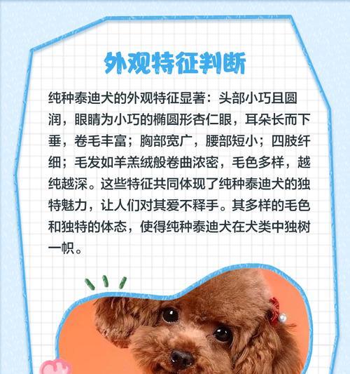 泰迪犬的不淘周期及养护建议（探索泰迪犬不淘周期，帮你更好地照顾你的爱宠）