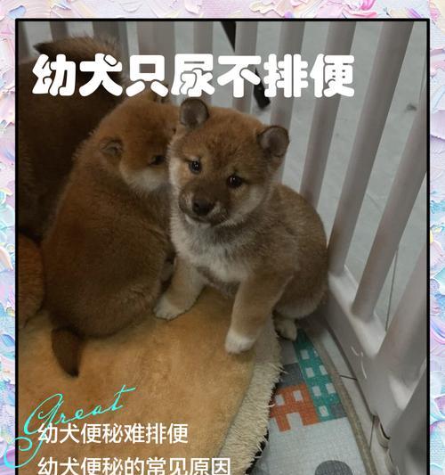 解决满月狗狗不排便的方法（帮助满月狗狗顺利排便的有效措施）
