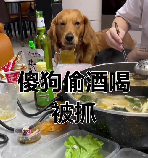 狗喝酒后的睡眠状况剖析（探究狗喝酒后的入睡时间及影响因素）