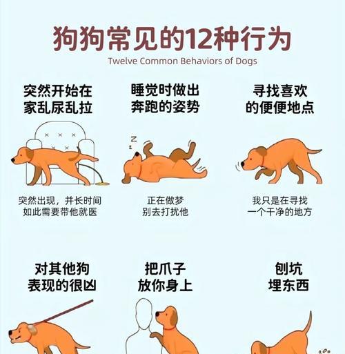 狗狗绝育（探究狗狗绝育的利与弊，为你的宠物做明智的选择）