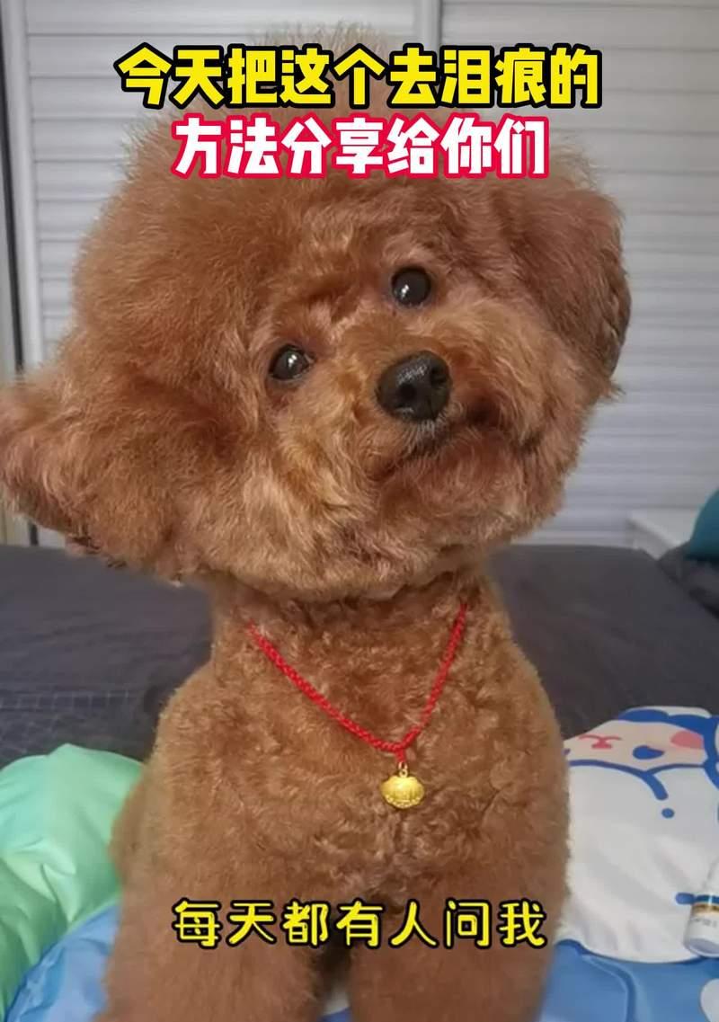 狗狗过分活泼闹腾的原因及处理办法（探究狗狗过度活跃的原因，帮助解决问题）