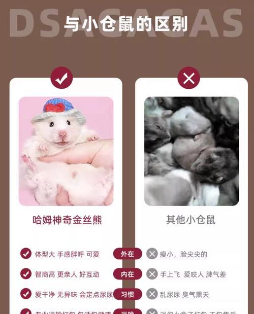 仓鼠生长周期解析（仓鼠长大需要的时间及关键因素）
