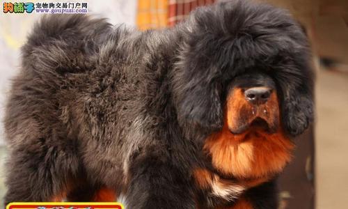 藏獒怀孕与其他狗狗的区别（探究藏獒怀孕过程中的特殊之处以及遗传病风险）
