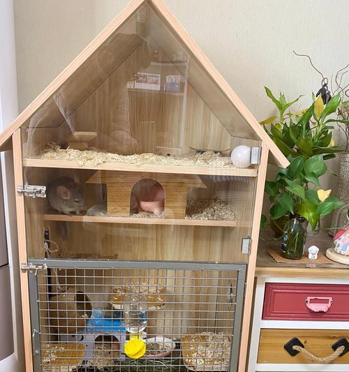 养龙猫的注意事项（打造幸福龙猫生活的关键要点）