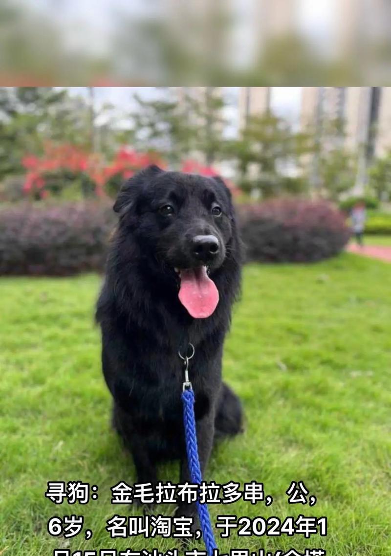 金毛犬与拉布拉多犬（探究金毛犬和拉布拉多犬的特点、性格和适应性）