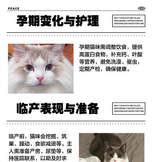 猫咪怀孕的时间是多久？（探究猫咪怀孕时的关键指标和测量方法）
