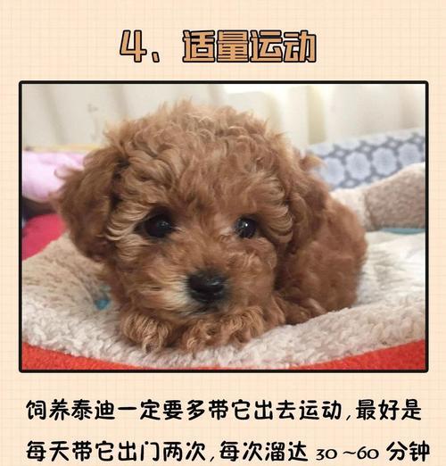 泰迪犬的坐姿时间（泰迪坐下的关键是耐心和方法的正确运用）