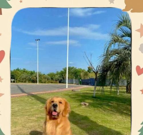 金毛犬寿命短的原因及饲养方式（探究金毛犬寿命短暂的原因和改善方法）