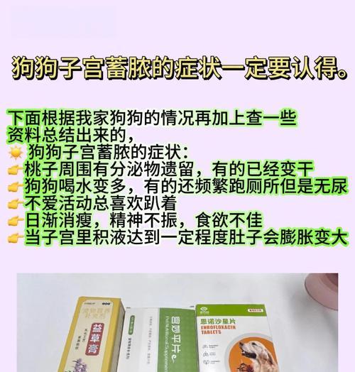 狗子宫炎的症状及治疗方法（了解狗子宫炎的常见症状，及时保护您的爱犬）