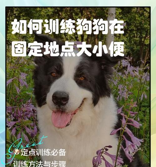 培养宠物狗不乱吃东西的训练方法（如何训练狗狗拒食，让其不再乱吃东西）