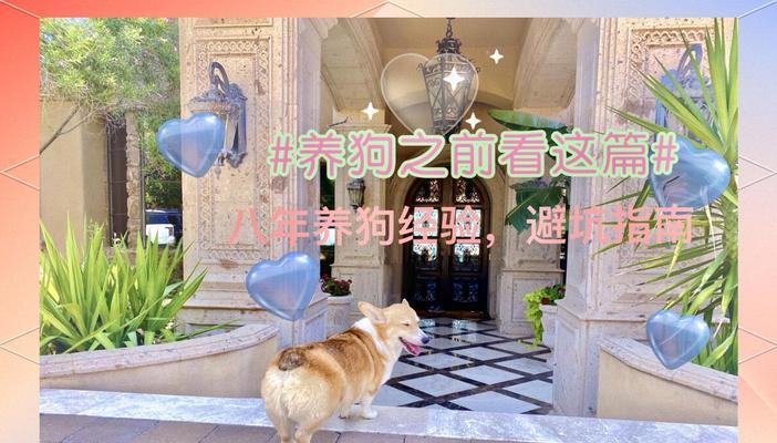 柯基犬为何少有人养？（探究柯基犬饲养的要点与挑战）
