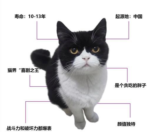 奶牛猫为什么被称作猫中二哈？（揭秘奶牛猫的可爱与搞怪，了解猫中二哈的真正原因）