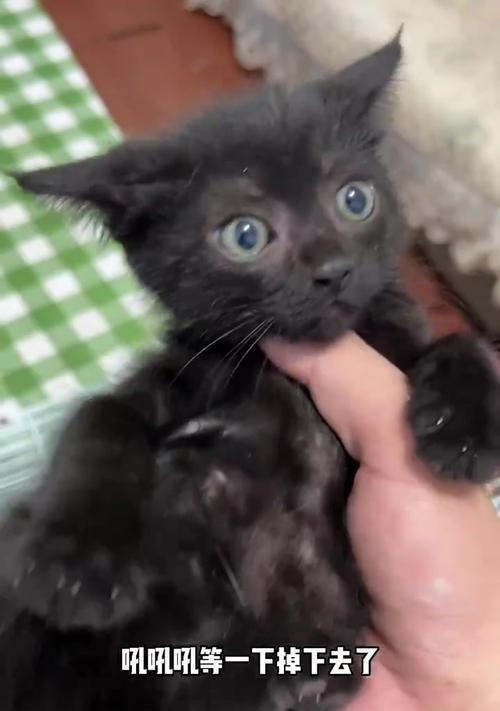 捡流浪猫的弊端（深入了解捡流浪猫背后的问题，帮助我们更好地保护动物）