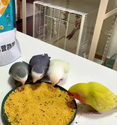 鹦鹉幼鸟的断奶时间及注意事项（揭秘鹦鹉幼鸟的成长过程和喂养需求）