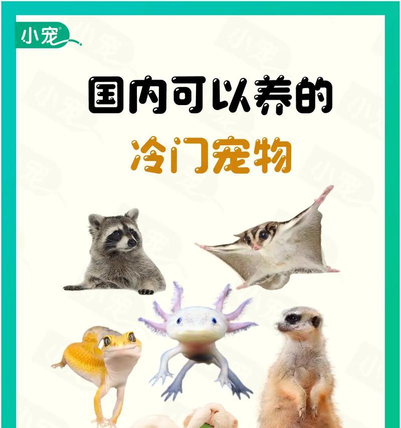 宠物训练的益处——让你的宠物更健康、快乐和听话（掌握训练技巧，培养良好行为习惯的关键）